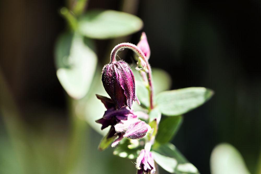 a close up of a purple flower with green leaves