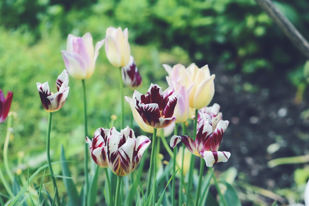 a bunch of flowers that are in the grass