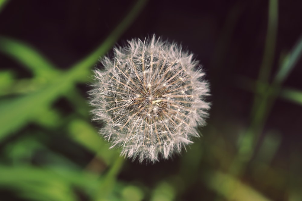 a close up of a dandelion in a field