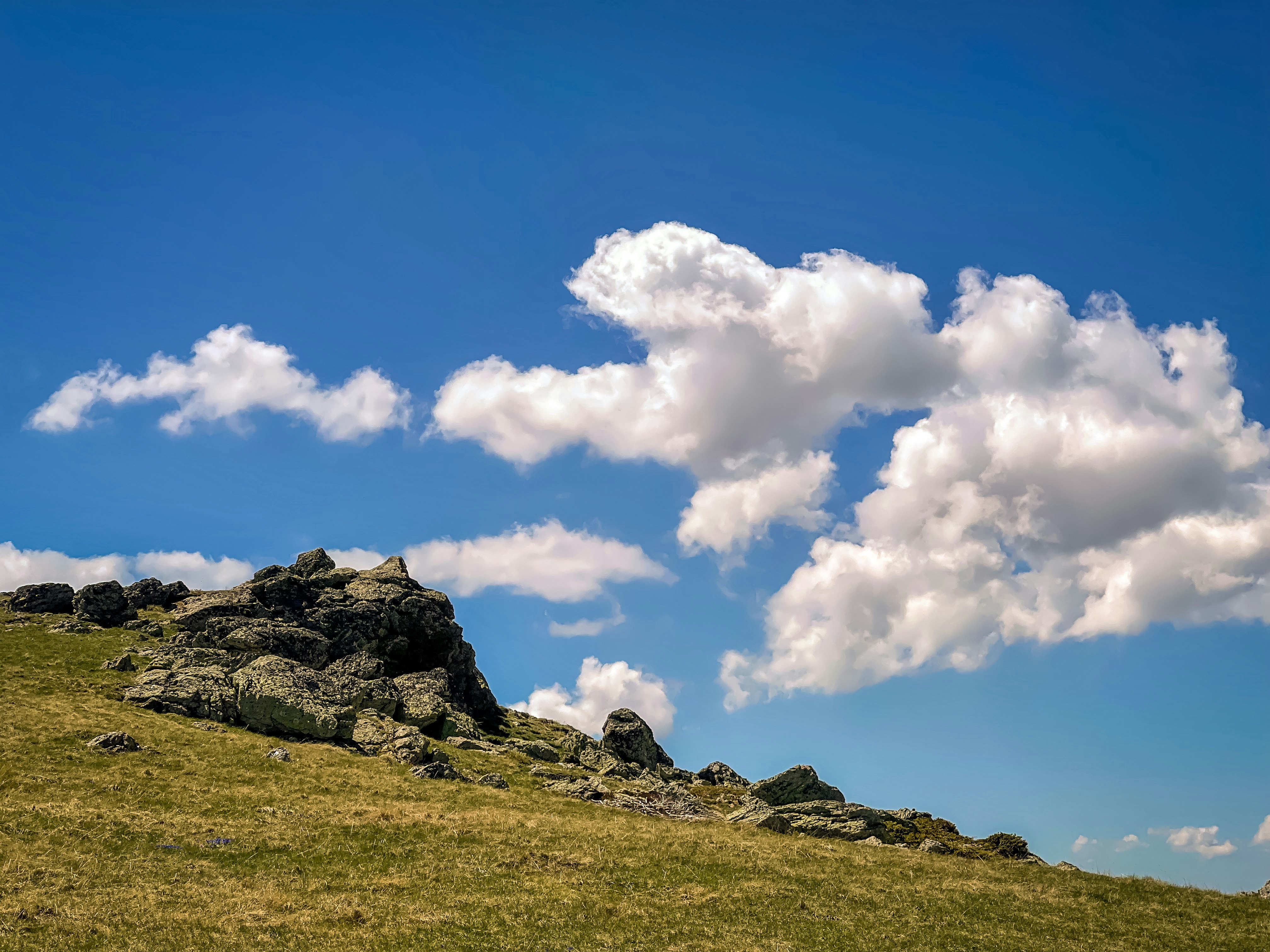 a lone sheep standing on top of a grass covered hill, 