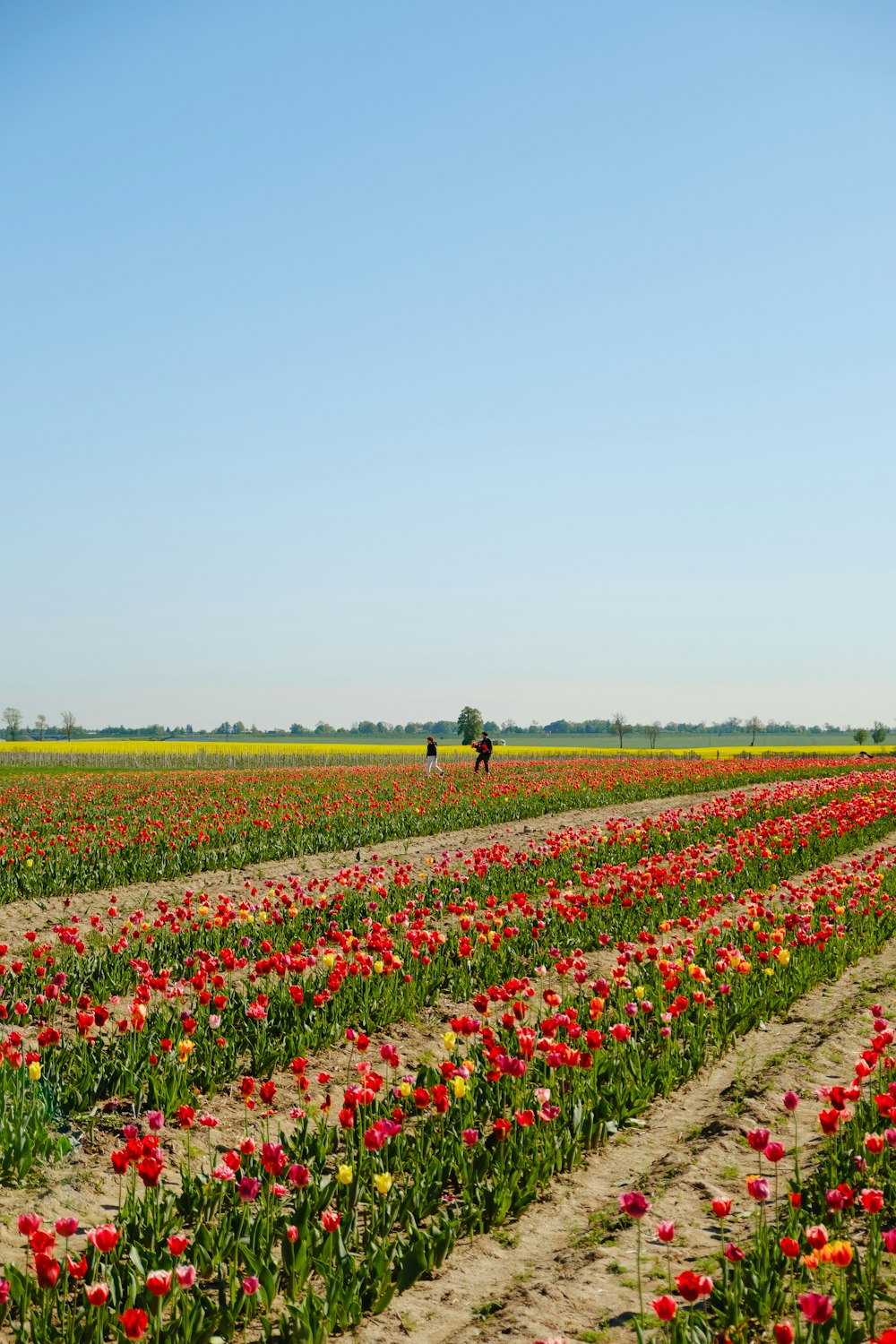 a large field of red and yellow flowers