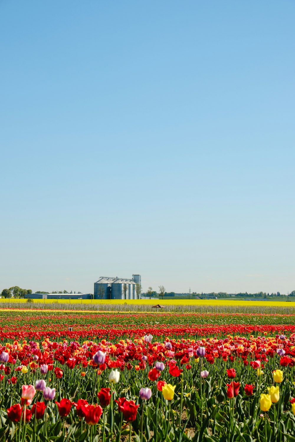 a field of flowers with a silo in the background
