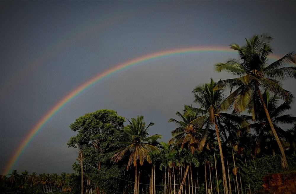 a rainbow in the sky over palm trees