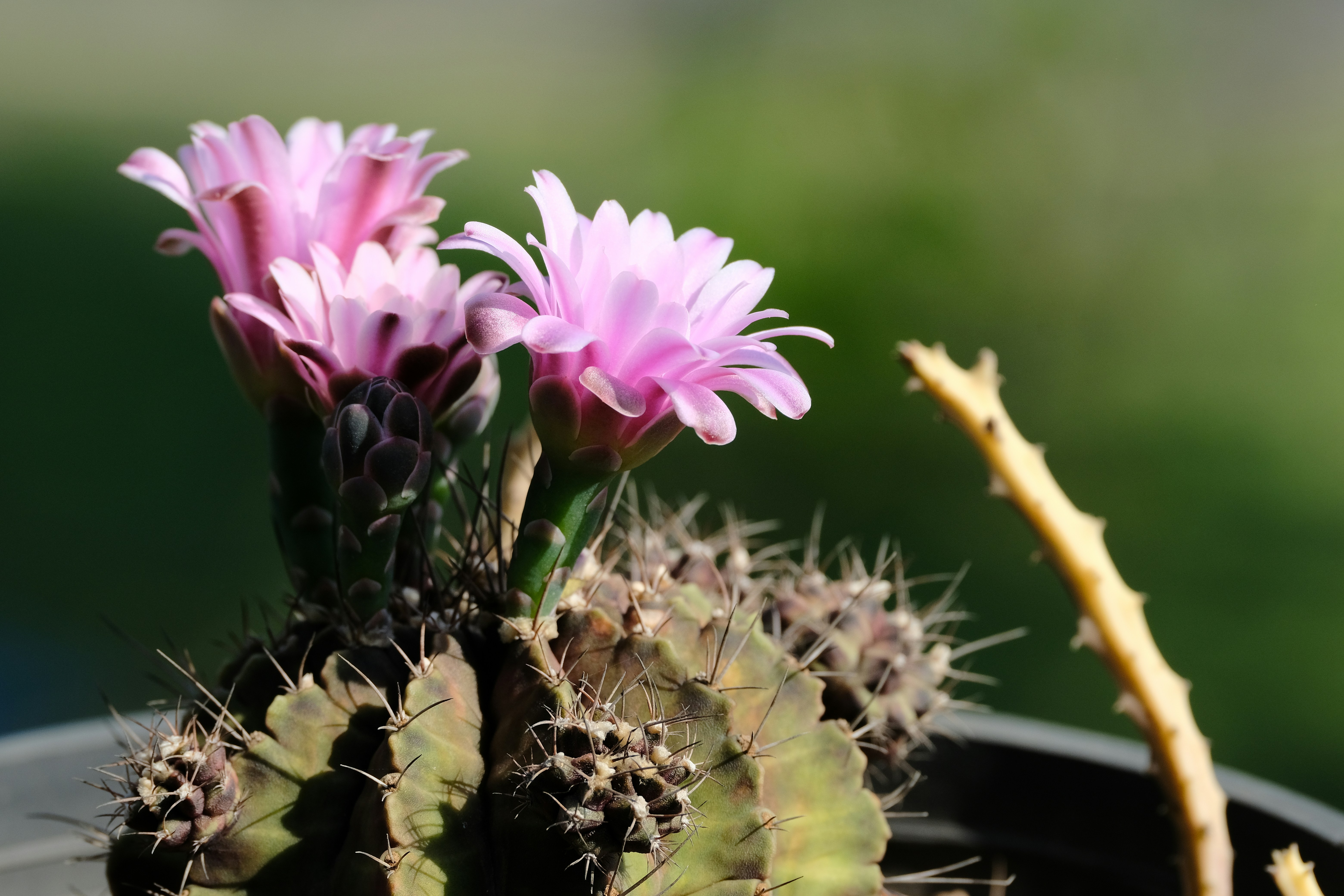 a close up of a plant with pink flowers