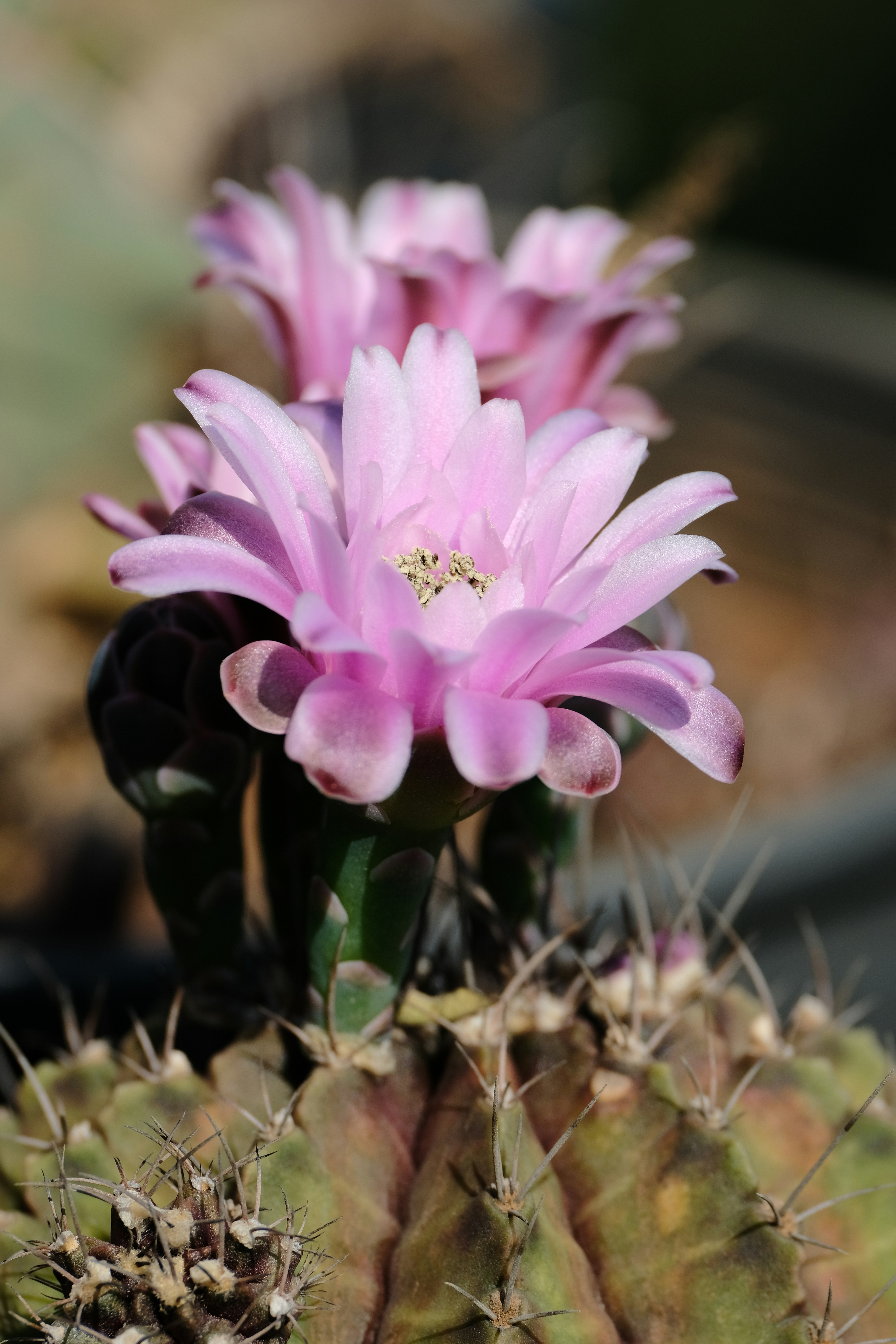 Cacto-São-Pedro - Foto 3