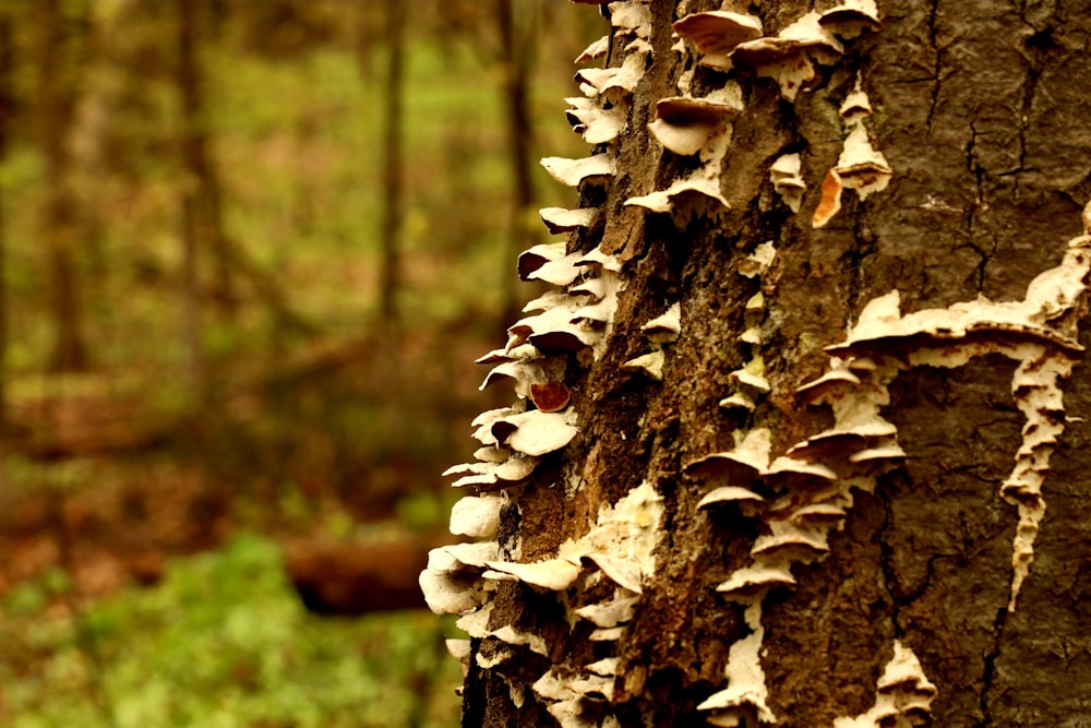 a group of mushrooms growing on the bark of a tree