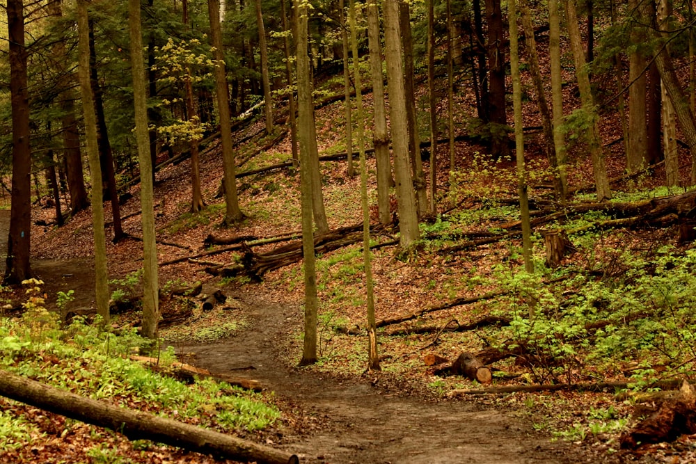a path in the woods with lots of trees
