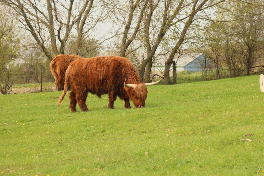 a couple of brown cows standing on top of a lush green field