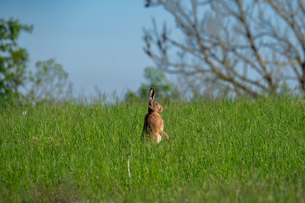a rabbit in a grassy field with trees in the background