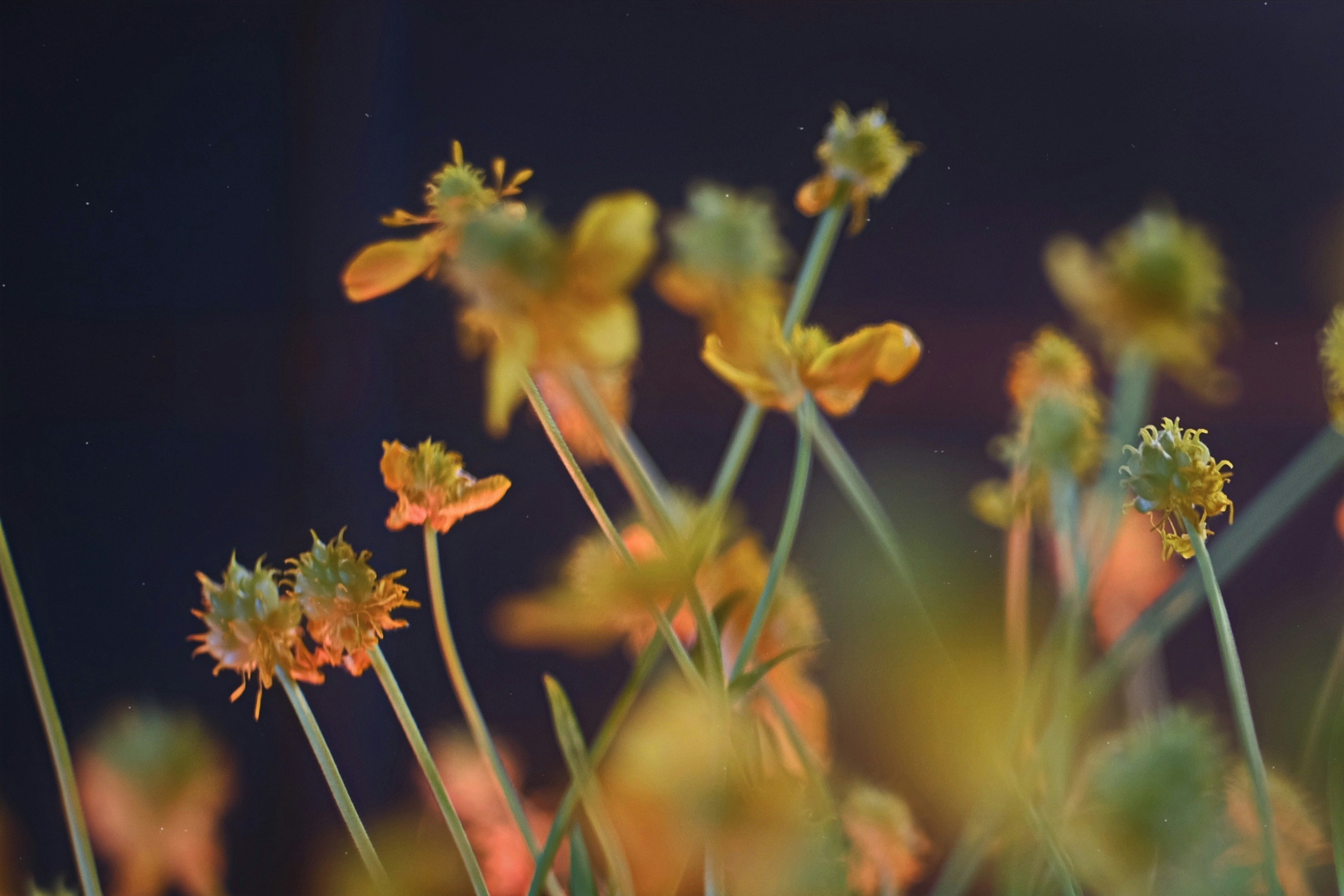 Photo by sesambrotchen