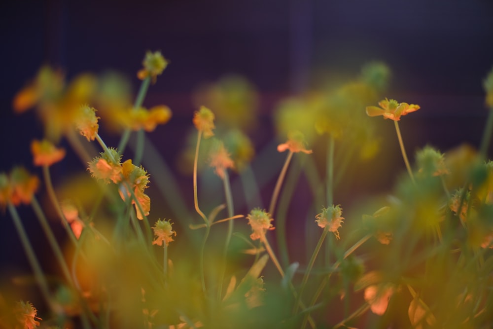 a close up of a plant with yellow flowers