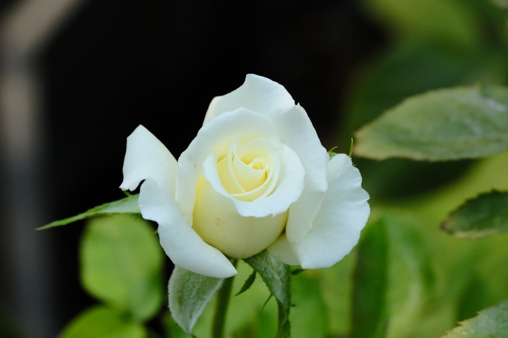 a white rose with green leaves in the background