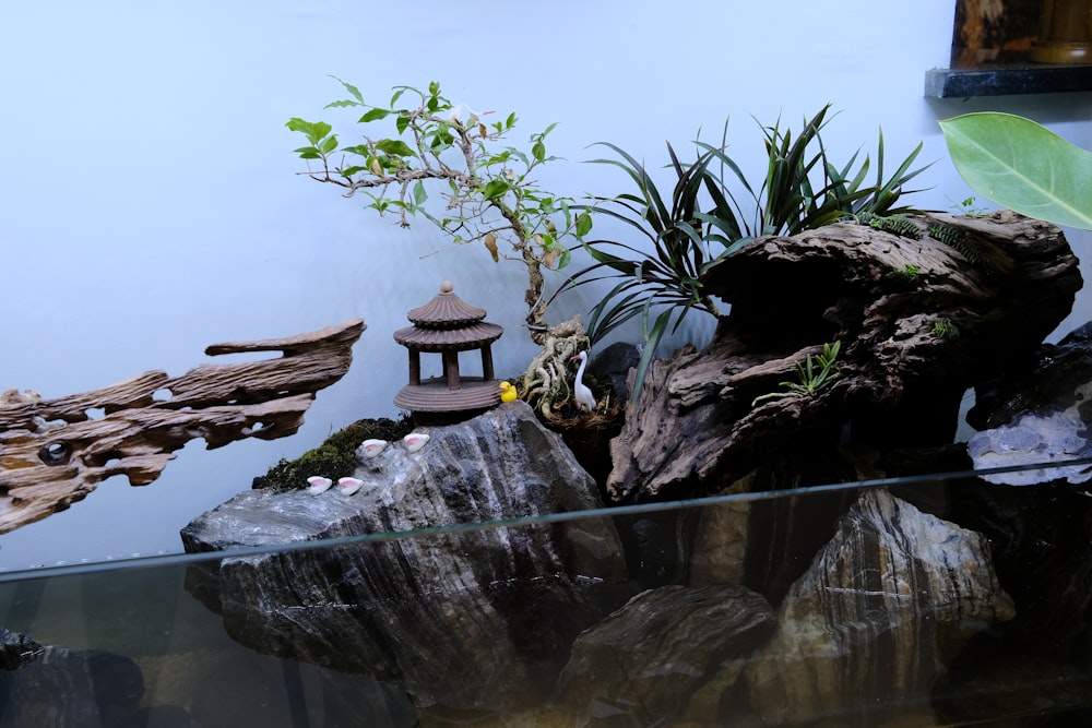 a fish tank filled with plants and rocks