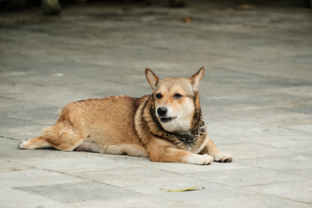 a dog laying on the ground with a chain around it's neck
