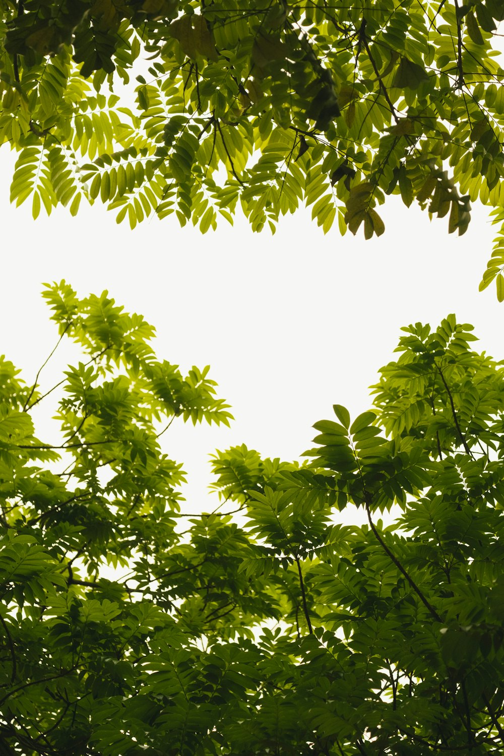 a view of the leaves of a tree from below