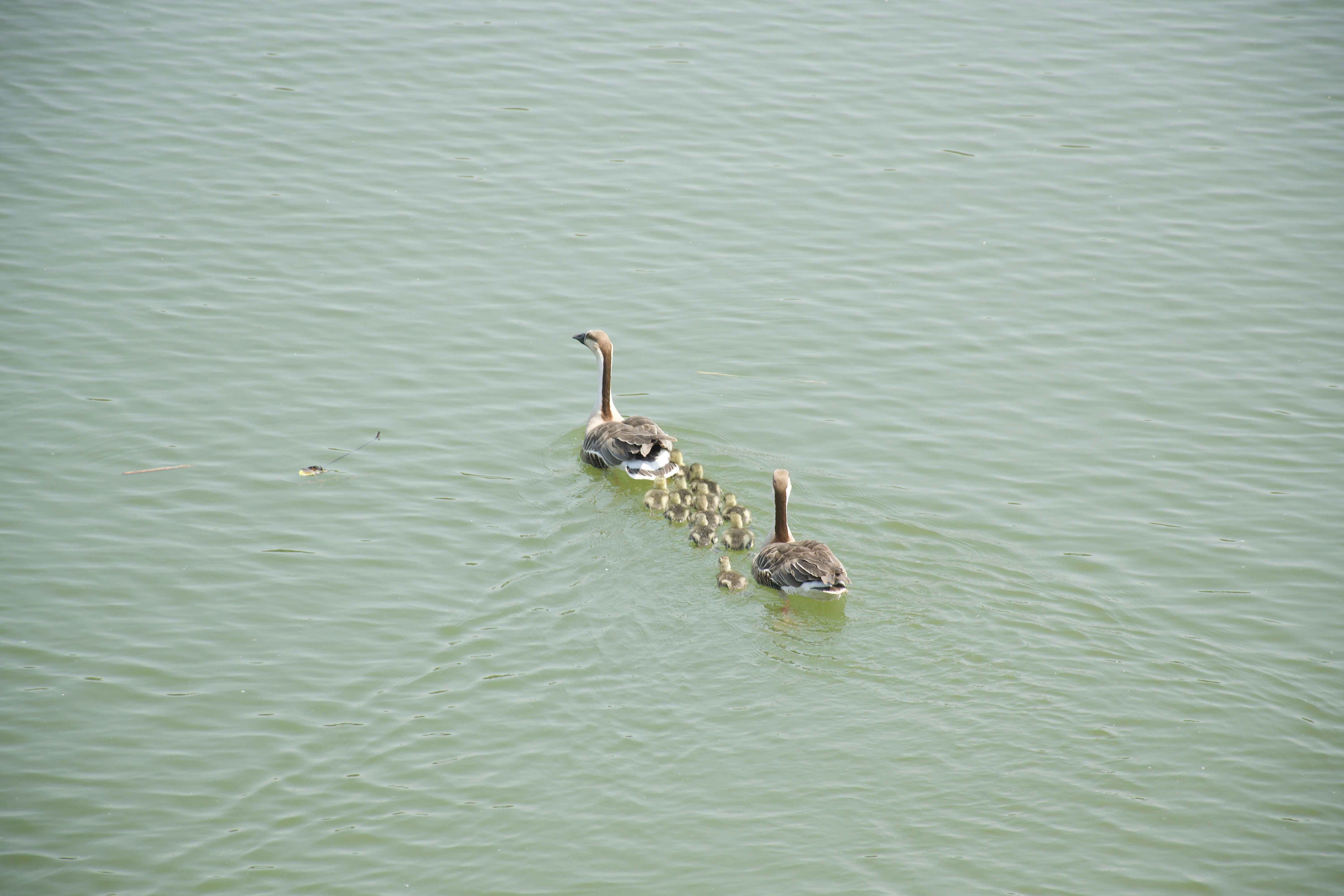 a group of geese swimming in a lake