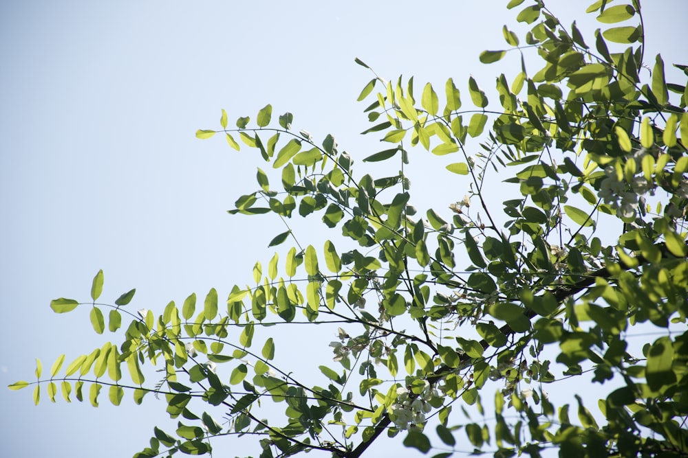 a tree branch with green leaves against a blue sky