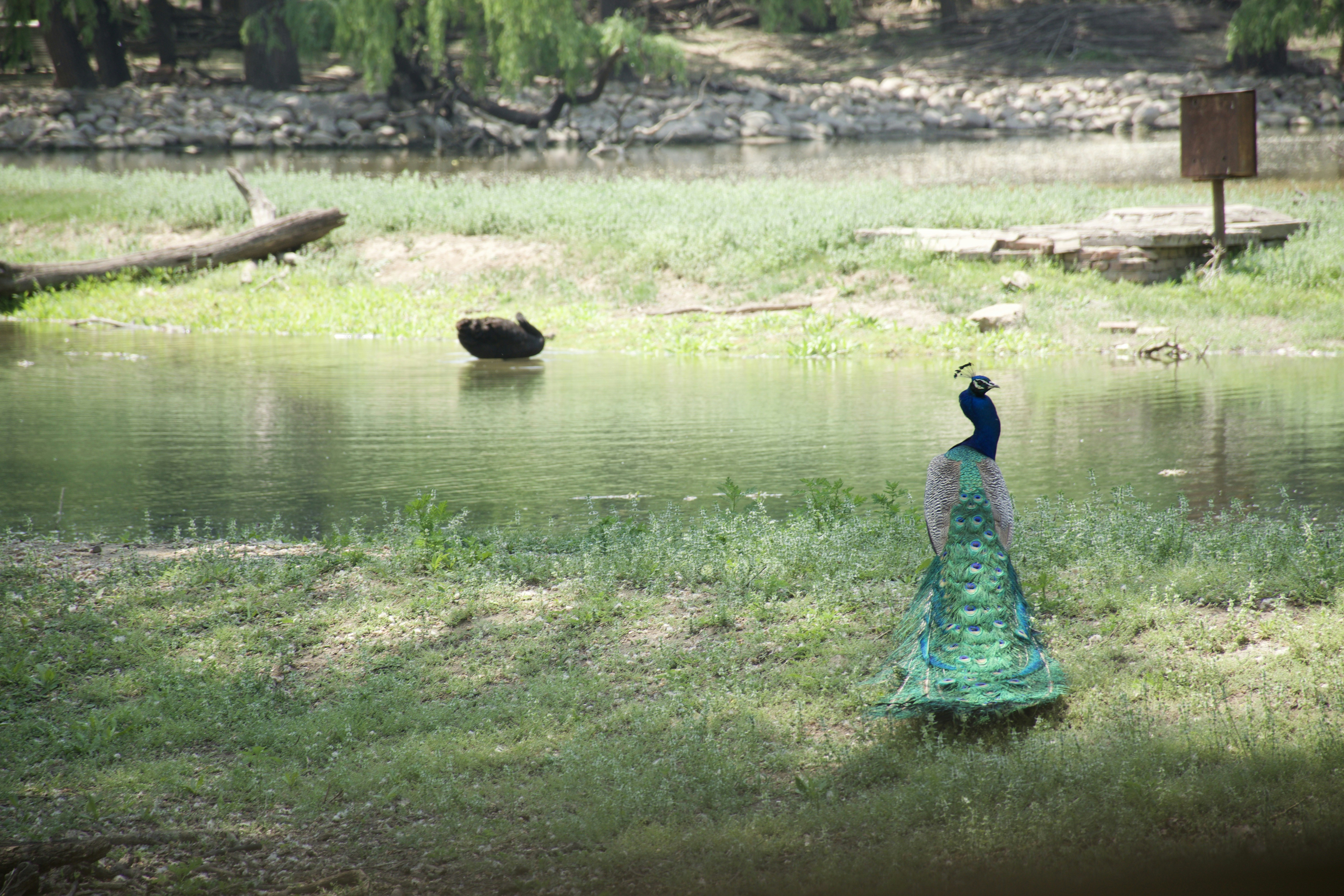 a peacock standing in front of a body of water