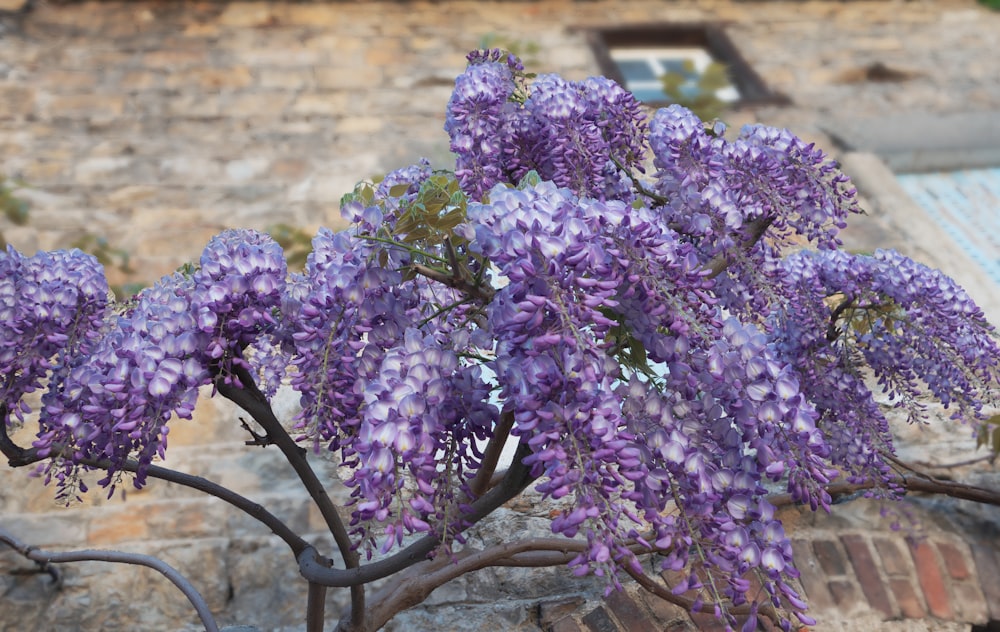 purple flowers are blooming on a tree in front of a brick wall