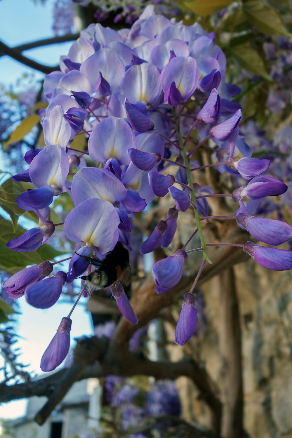 a purple flower is blooming on a tree