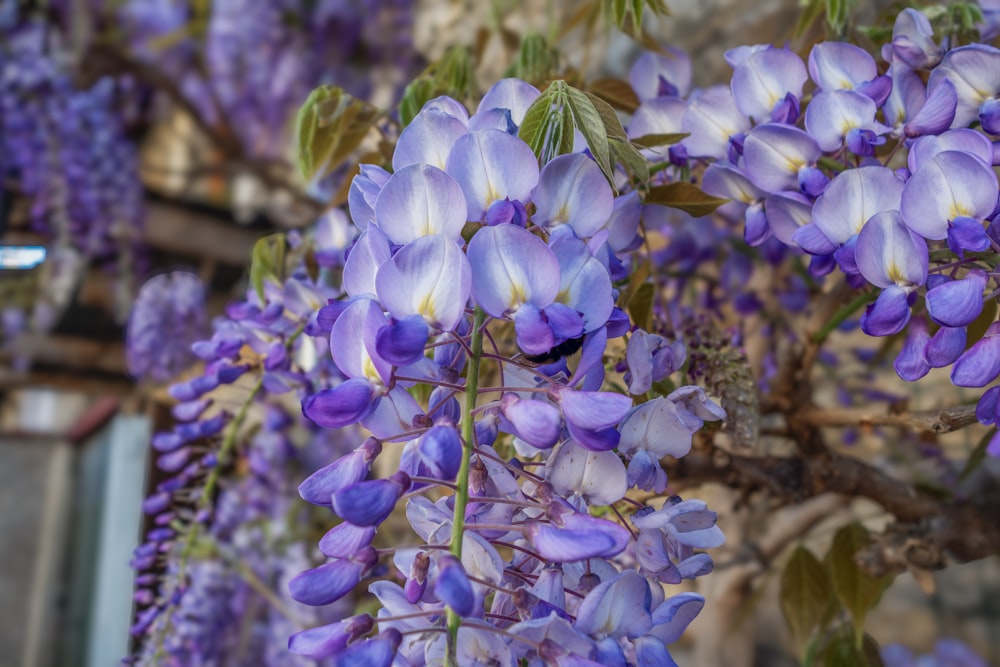 a bunch of purple flowers hanging from a tree