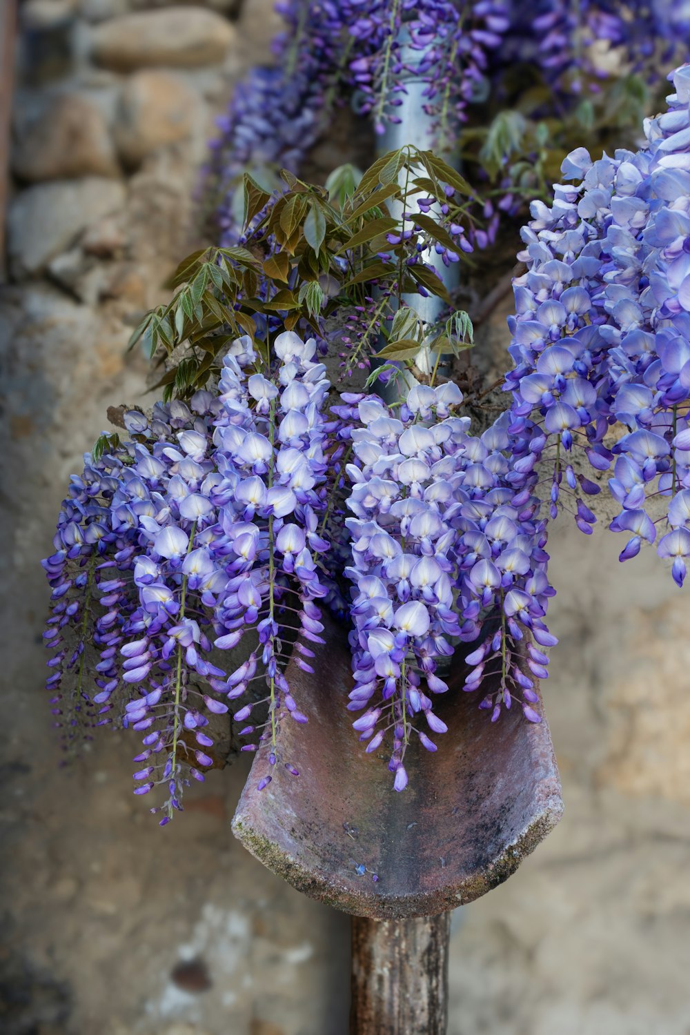 a bunch of purple flowers in a vase