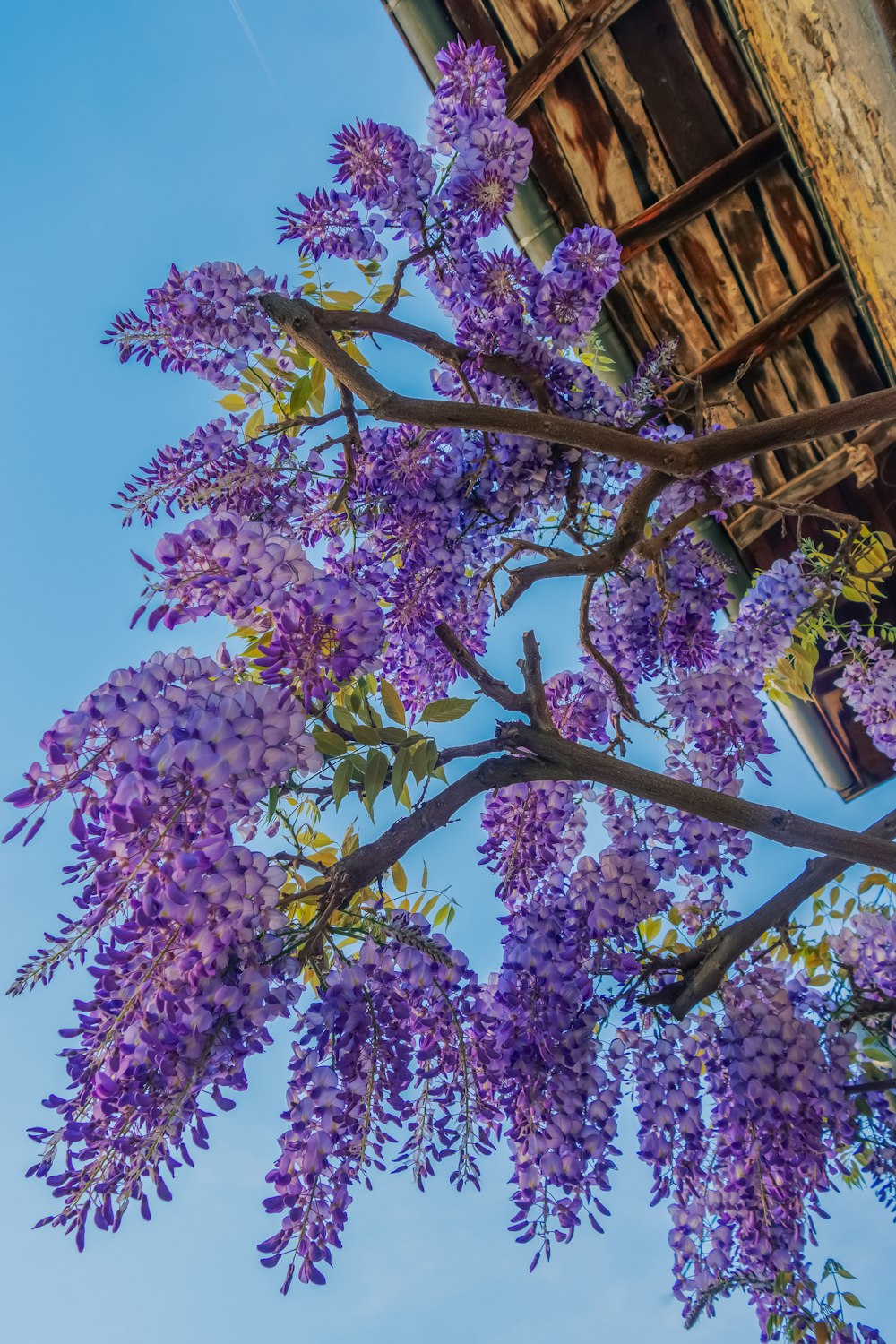 a tree with purple flowers in front of a building