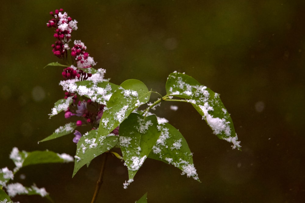 a plant with snow on the leaves and flowers