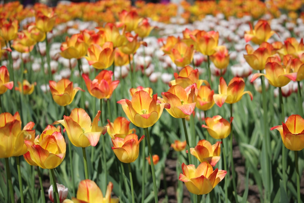 a field full of yellow and white flowers