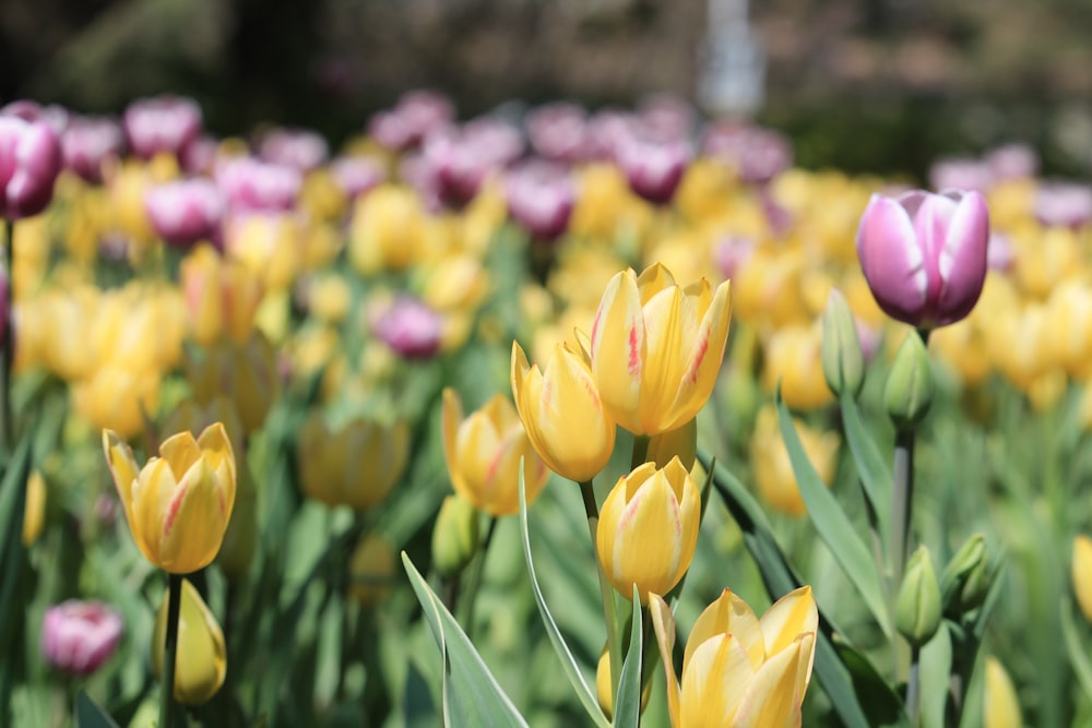 a field full of yellow and pink tulips