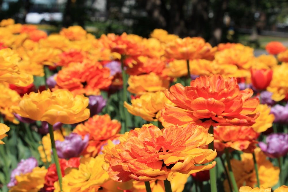 a field of colorful flowers in a park