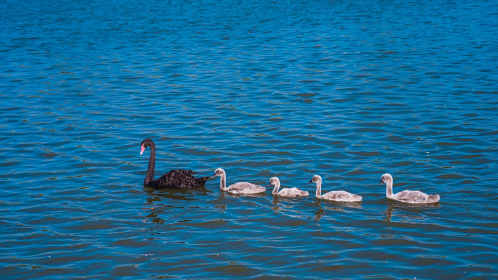 a family of swans swimming in a lake