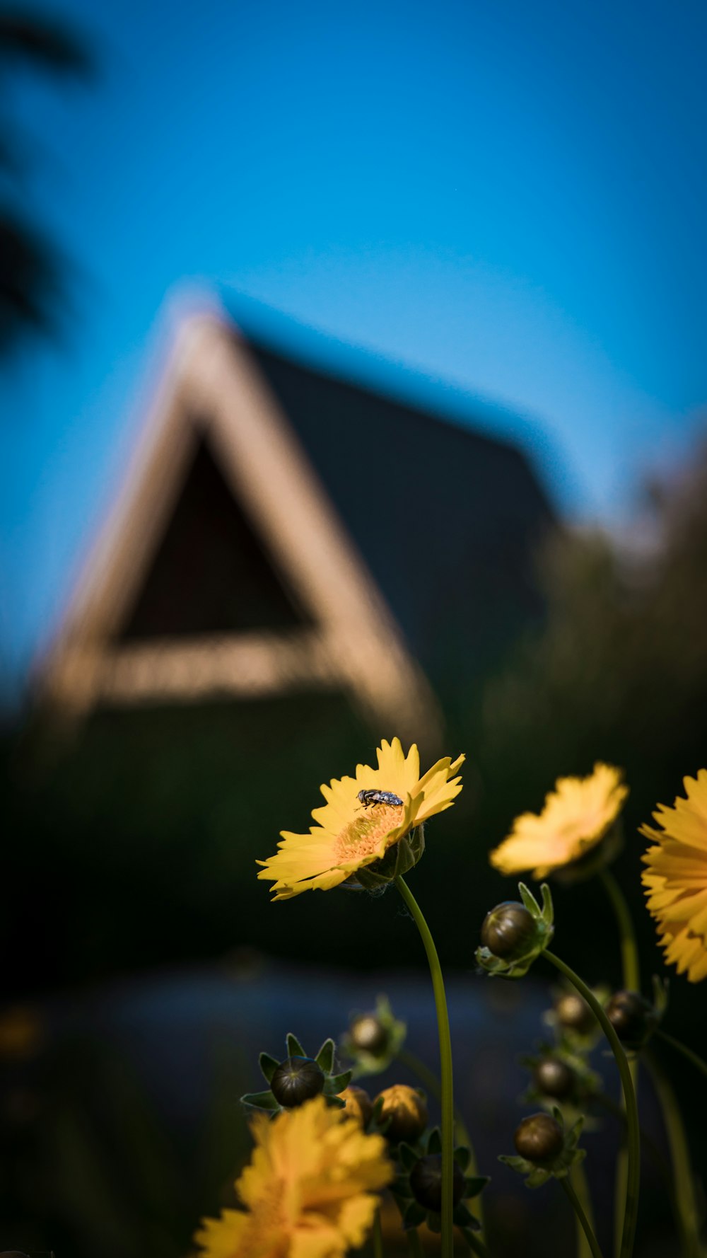 a group of yellow flowers with a house in the background