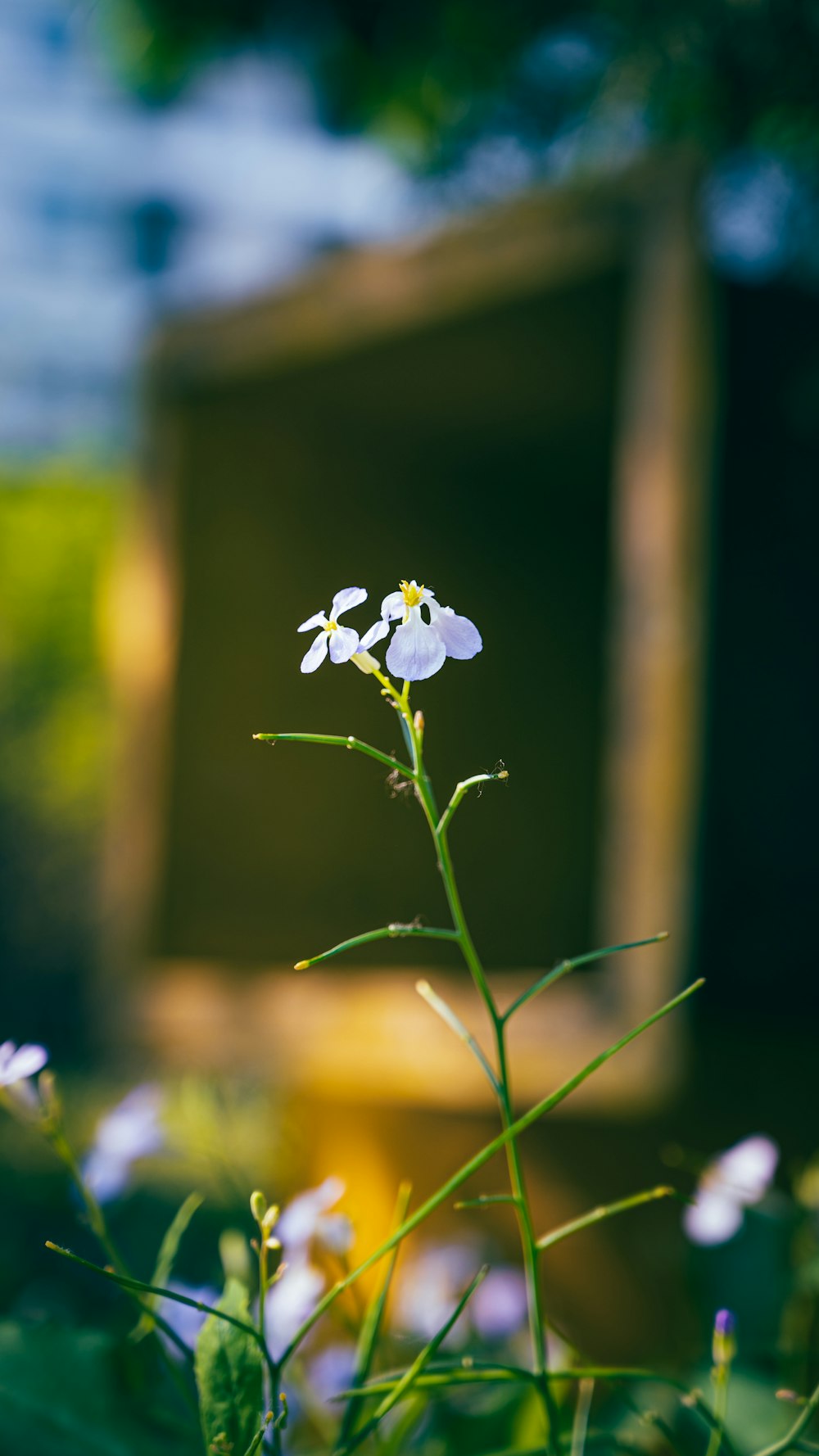 a small white flower sitting on top of a lush green field