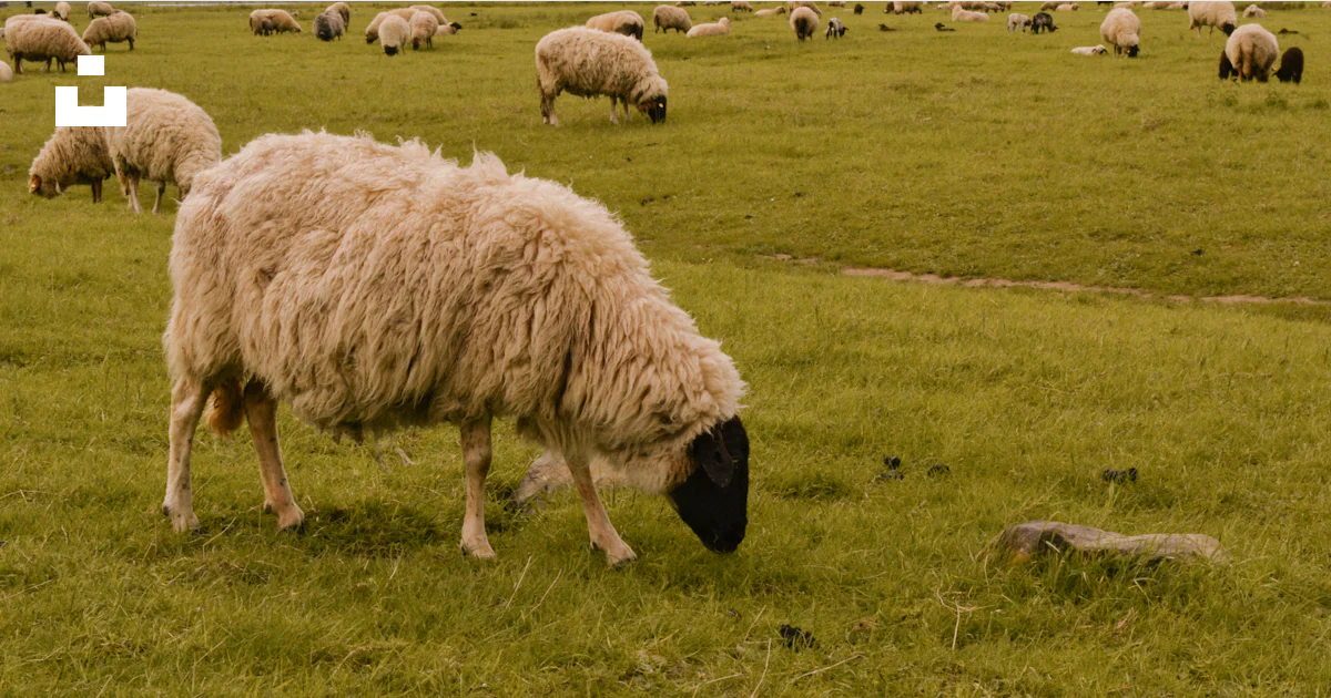 A herd of sheep grazing on a lush green field photo – Free Natural ...