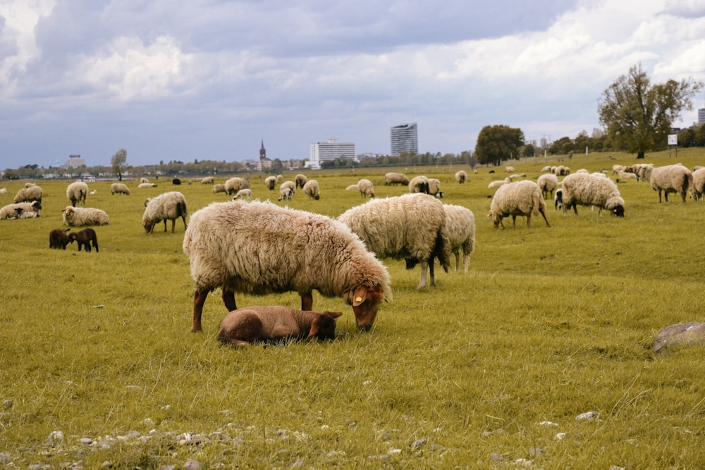 a herd of sheep grazing on a lush green field