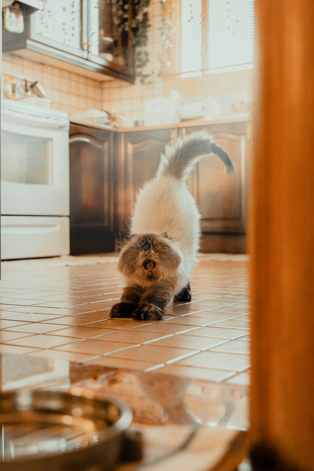 a cat that is standing on a tile floor