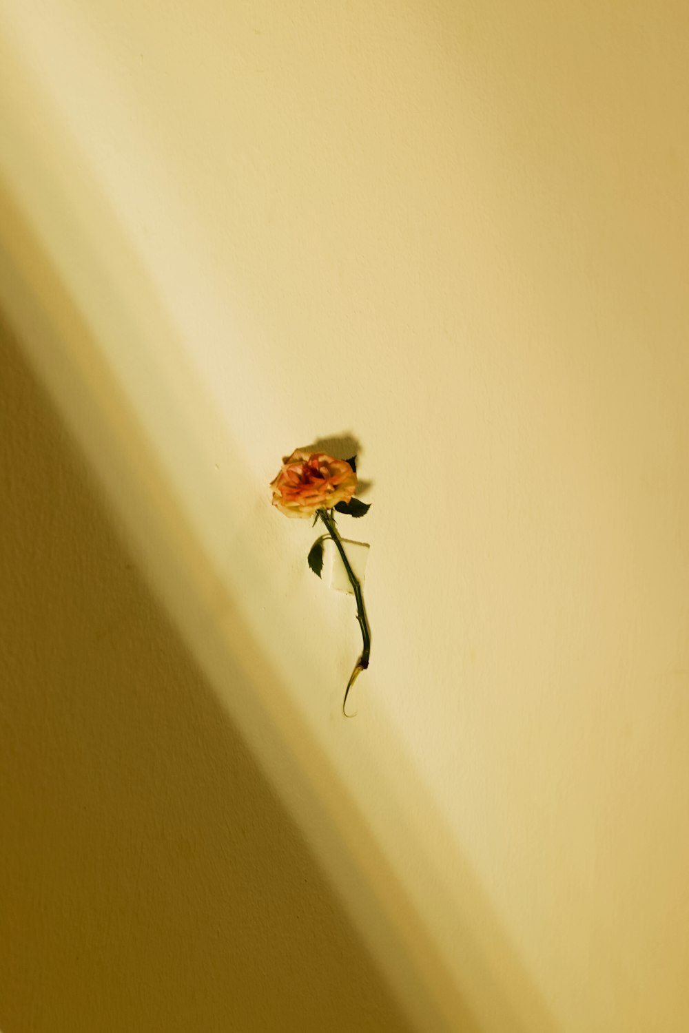 a single flower that is sitting in the corner of a room