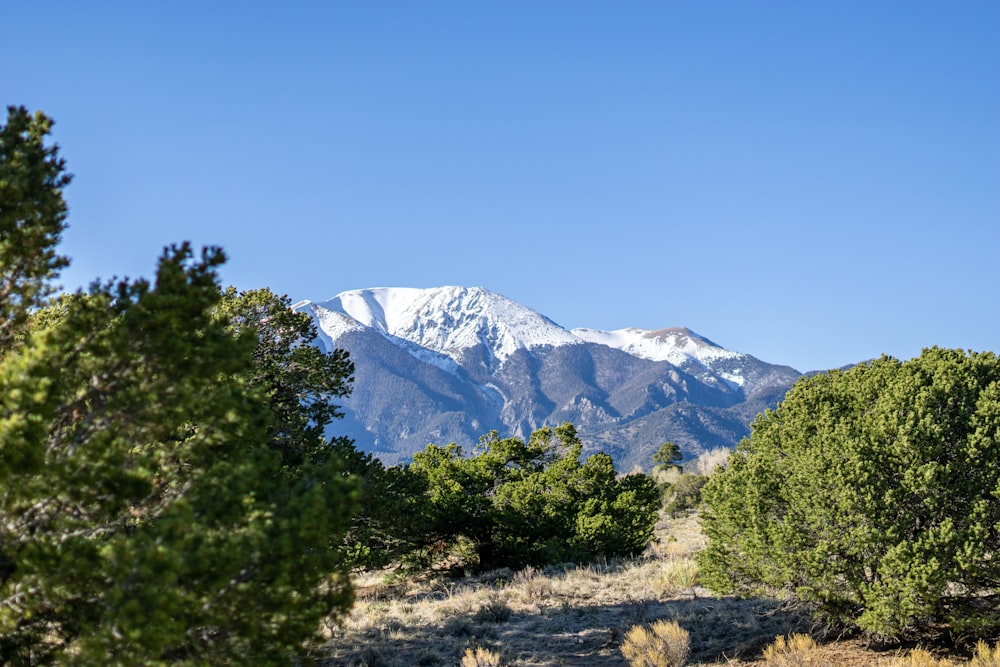 a view of a snowy mountain range from a wooded area