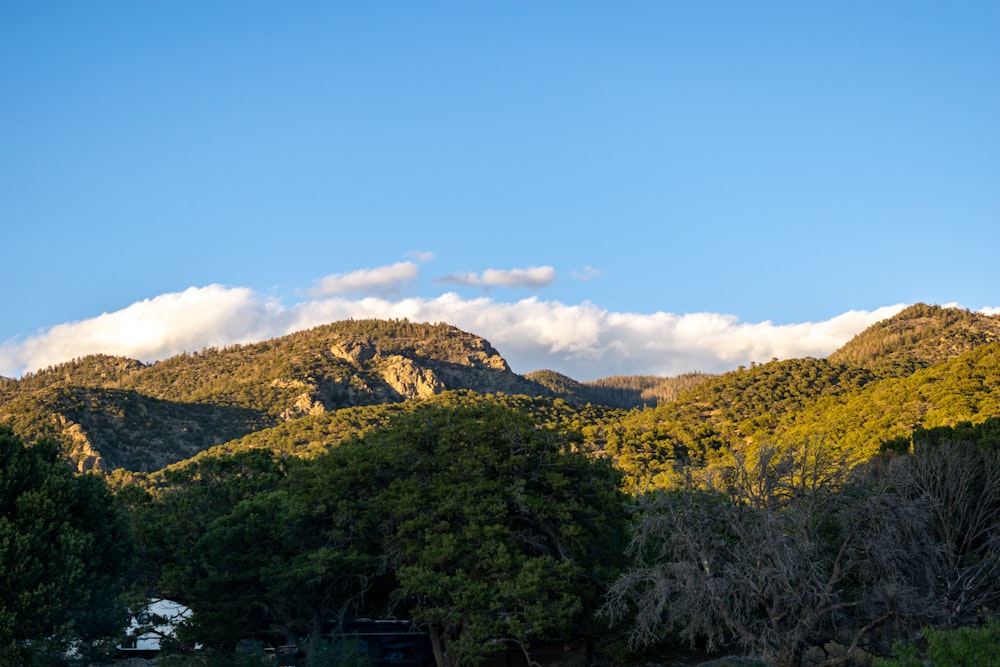 a view of a mountain range with trees in the foreground