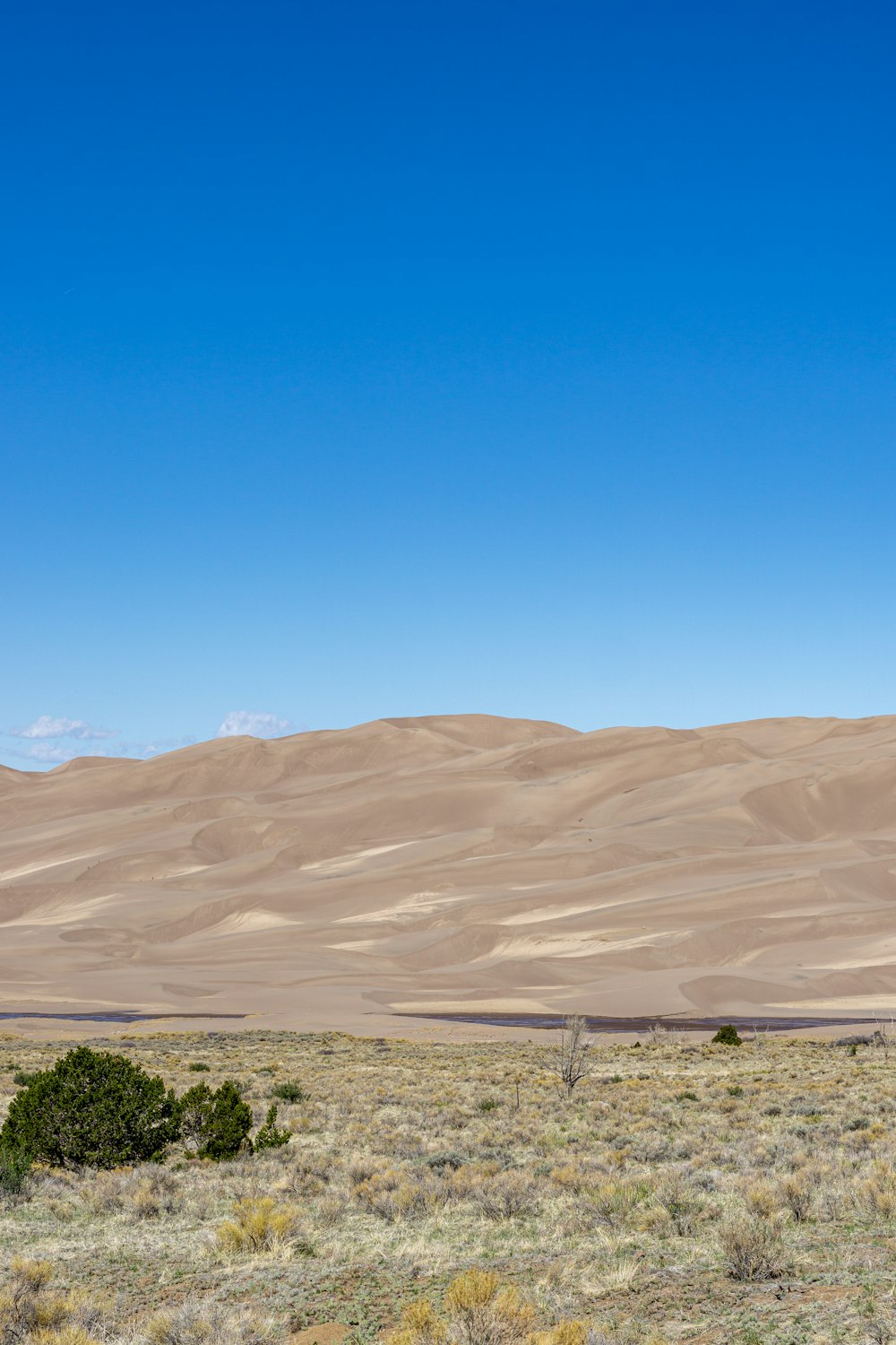 a lone tree in the middle of a desert