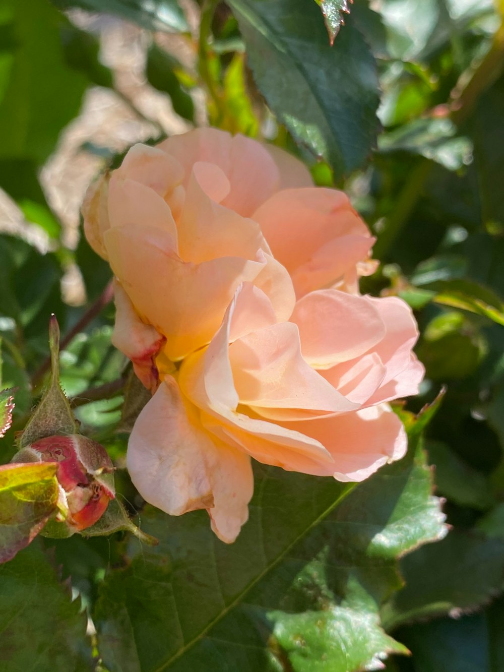 a pink rose is blooming in a garden