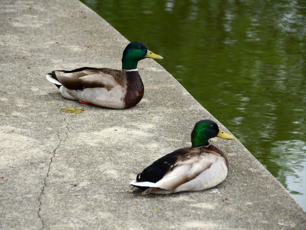 two ducks sitting on the edge of a body of water