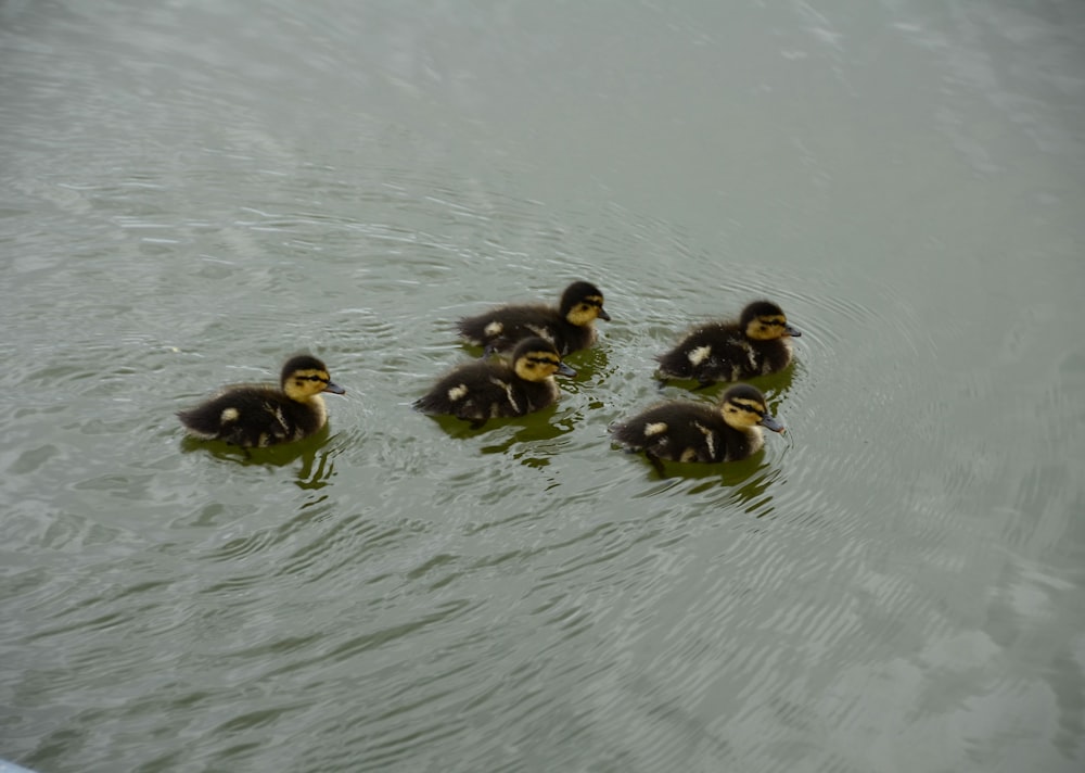 a group of ducks floating on top of a body of water