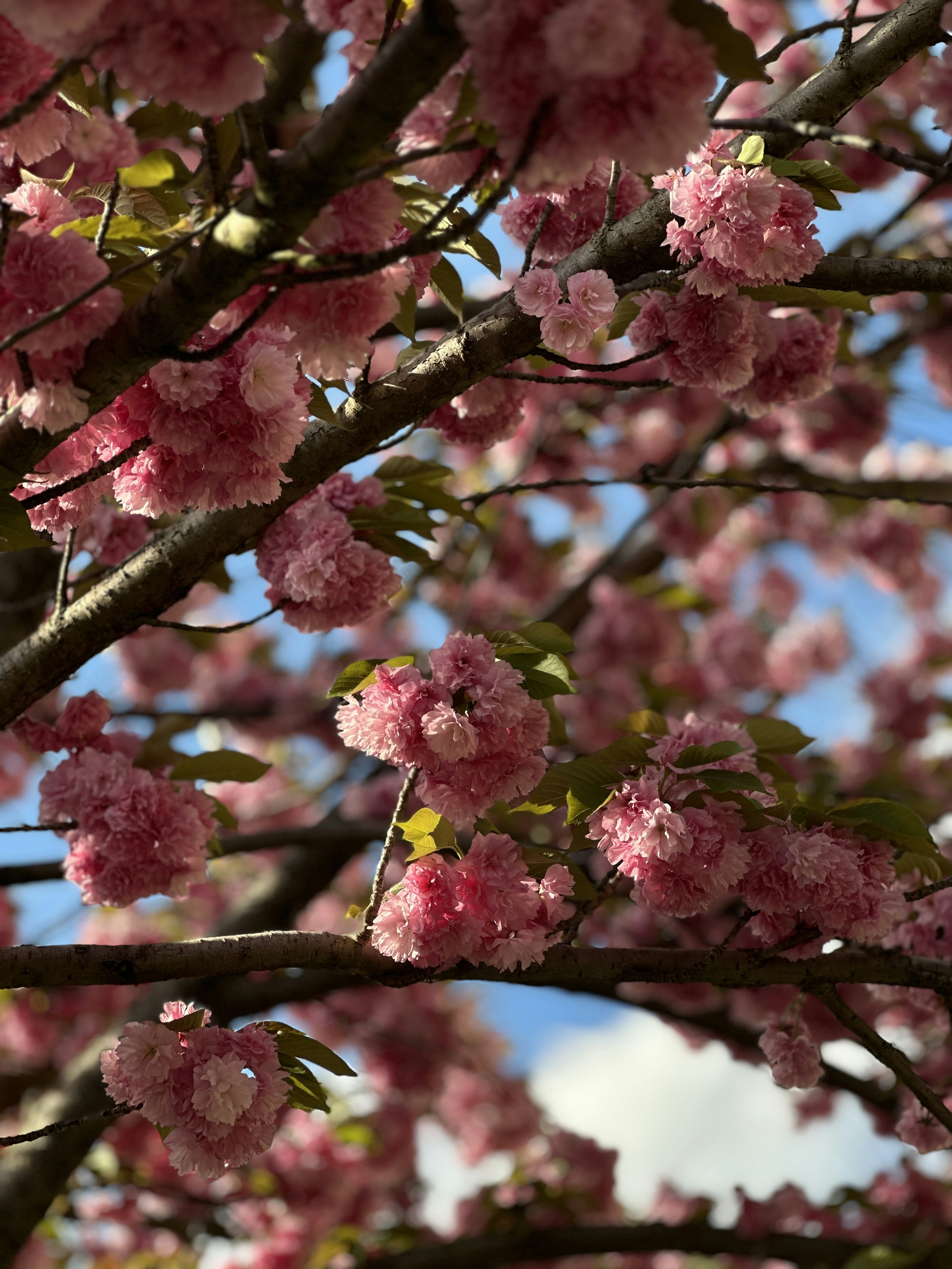 Photo by andrearondon