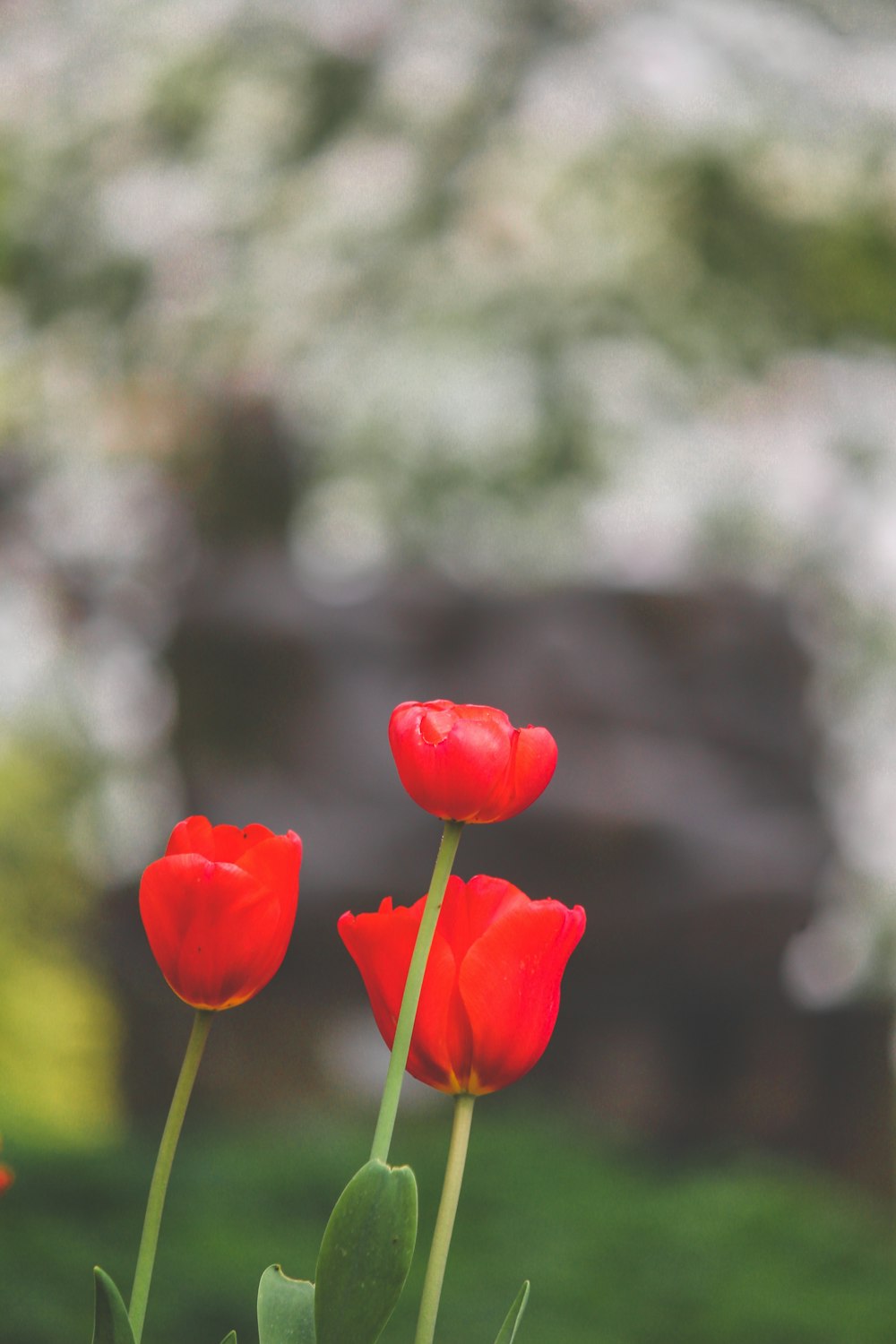three red tulips in a garden with trees in the background