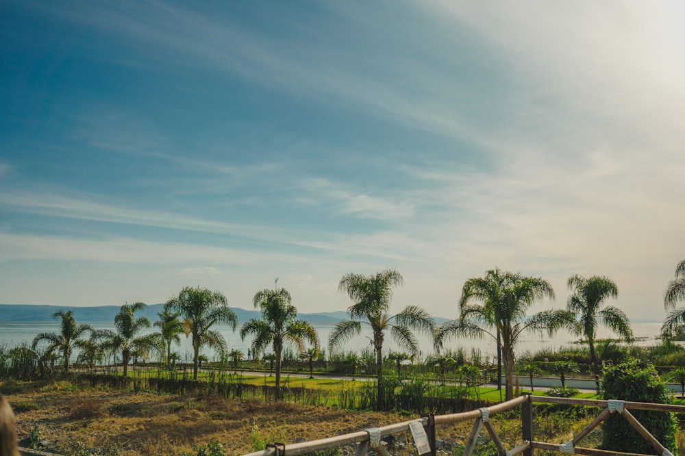 a wooden fence with palm trees in the background