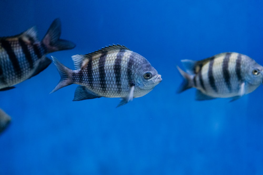 a group of black and white fish swimming in a tank