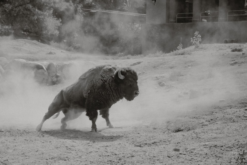a bison is running in the dust in a black and white photo