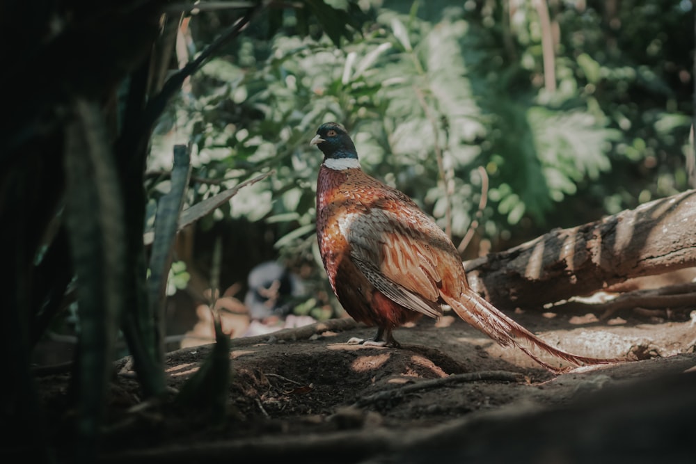 a bird is standing on a log in the woods